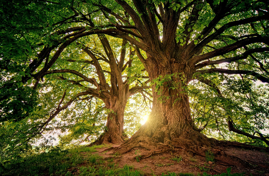 dan planeta Zemlja, earth day